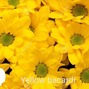 Хризантема bacardi yellow – разсад