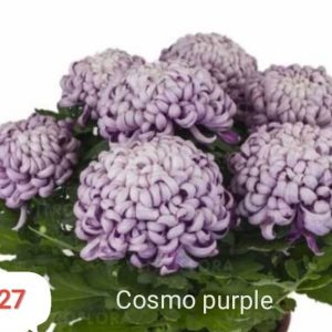 Хризантема-cosmo-purple-космо-лилава-разсад