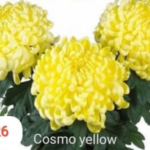 Хризантема-cosmo-yellow-космо-жълта-разсад