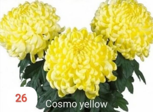 Хризантема-cosmo-yellow-космо-жълта-разсад