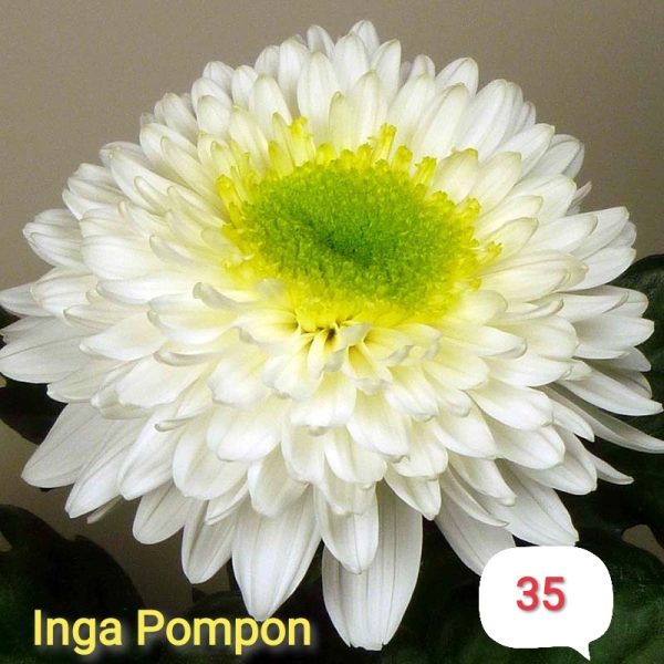 Хризантема-inga-pompon-инга-помпон-разсад