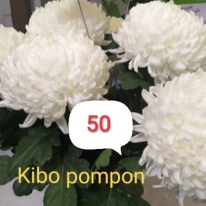 Хризантема-kibo-pompon-кимбо-помпон-разсад