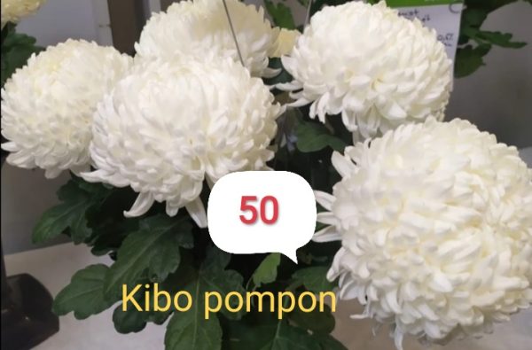 Хризантема-kibo-pompon-кимбо-помпон-разсад