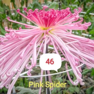 Хризантема-spider-pink-разсад