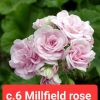 Сортови мушкато millfield rose