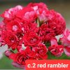 Сортови мушкато red rambler