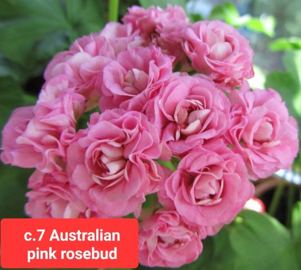 Сортово мушкато Australian pink rosebud