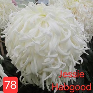 Хризантема Jessie Habgood – разсад