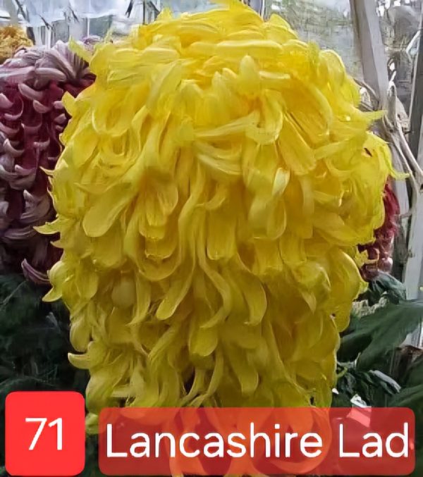 Хризантема Lancashire Lad – разсад