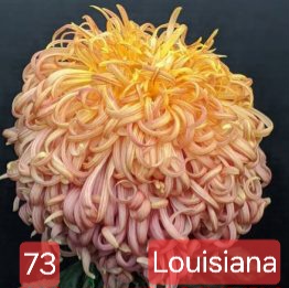 Хризантема Louisiana – разсад