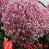 Хризантема Peggy Ann – разсад