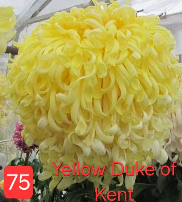 Хризантема Yellow Duke of Kent – разсад