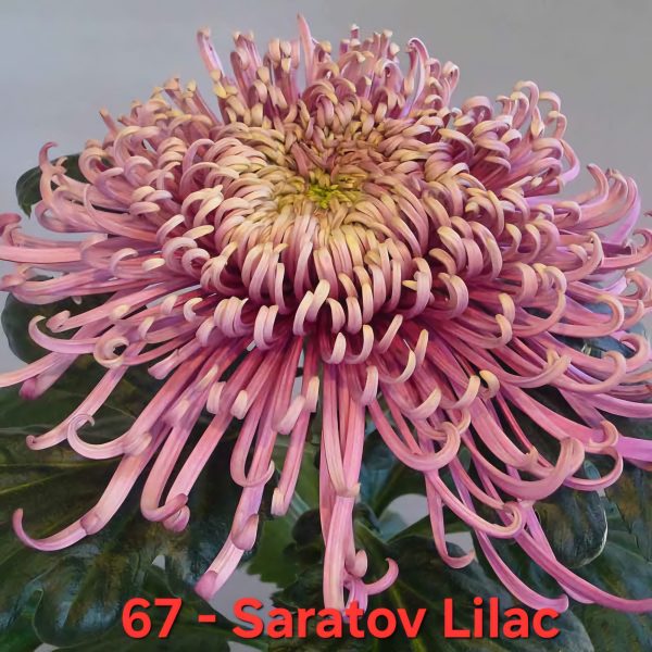 Хризантема-saratov-lilac-разсад