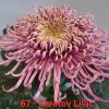 Хризантема-saratov-lilac-разсад