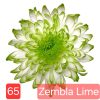 Хризантема-zembla-lime-разсад
