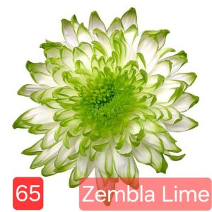 Хризантема-zembla-lime-разсад