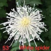Хризантема spider white паяк бяла-разсад