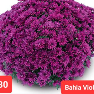 Кълбовидна-хризантема-Bahia-Violet