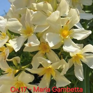 Олеандър Мария Гамбета Oleander Marie-Gambetta