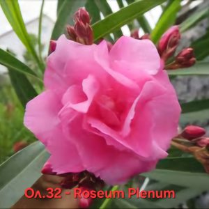 Олеандър Розеум Пленум Oleander Roseum Plenum