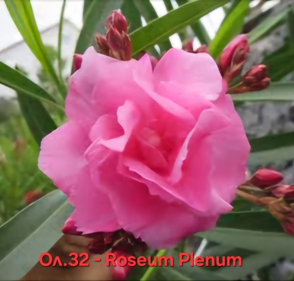 Олеандър Розеум Пленум Oleander Roseum Plenum