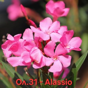 Олеандър закум Аласио Oleander Alassio