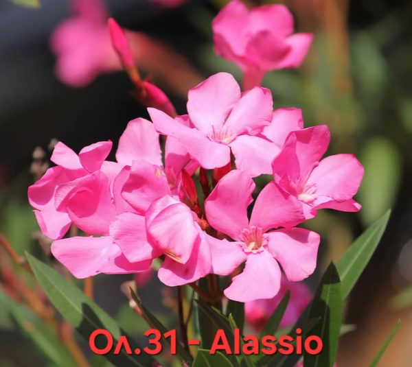 Олеандър закум Аласио Oleander Alassio