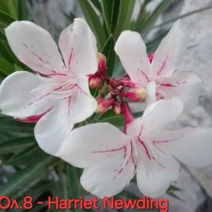 Олеандър-зокум-Oleander-Harriet-Newding