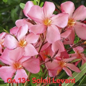 Олеандър-зокум-Oleander-Soleil-Levant