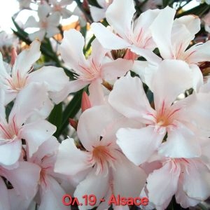 Олеандър зокум Елзас Oleander Alsace