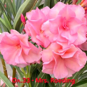 Олеандър зокум Мисис Ройдинг oleander Mrs. Roeding