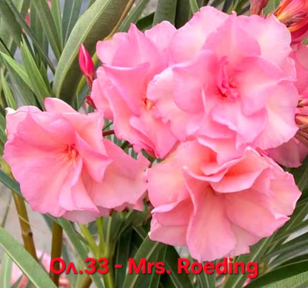 Олеандър зокум Мисис Ройдинг oleander Mrs. Roeding