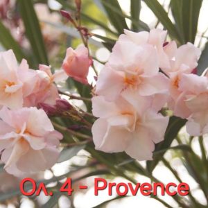 Олеандър-зокум-Прованс-Oleander-Provence