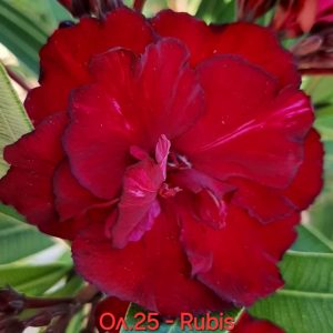 Олеандър зокум Рубис Oleander Rubis