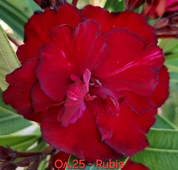 Олеандър зокум Рубис Oleander Rubis