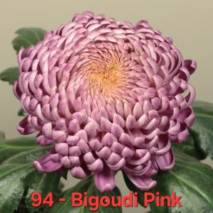 Хризантема Bigoudi Pink