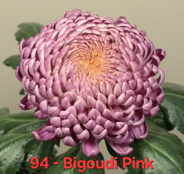 Хризантема Bigoudi Pink