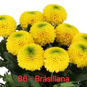 Хризантема-Brasiliana