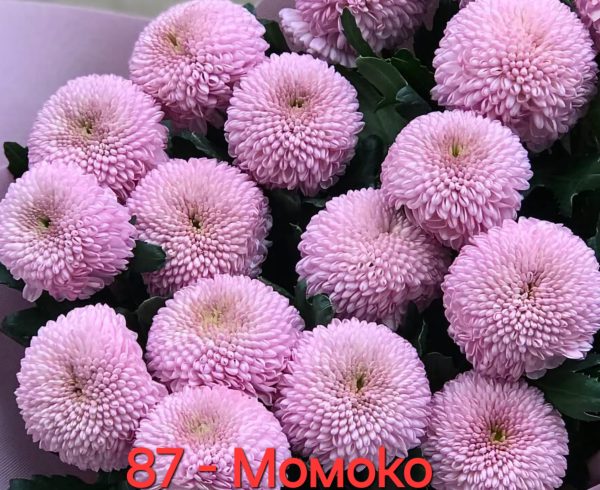 Хризантема-Momoko