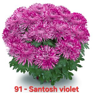 Хризантема-Santosh-Violet