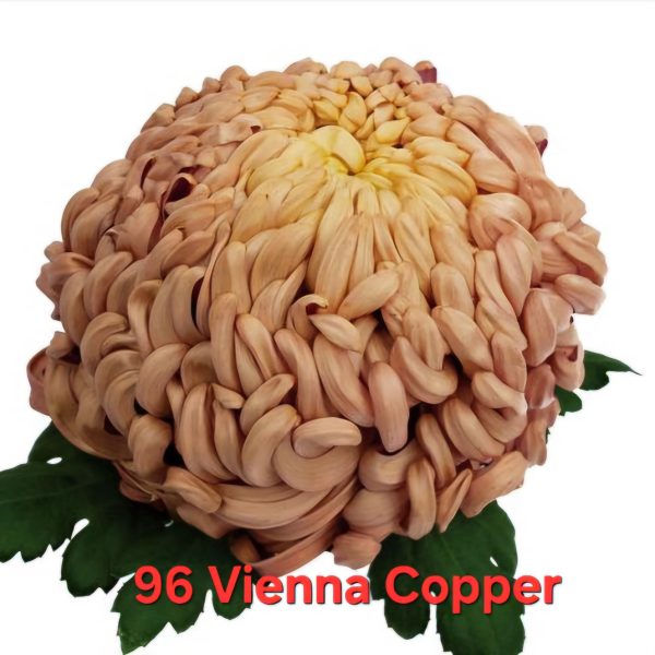 Хризантема-Виена-Vienna-Copper