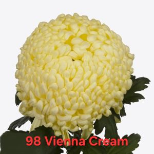 Хризантема-Виена-Vienna-Cream