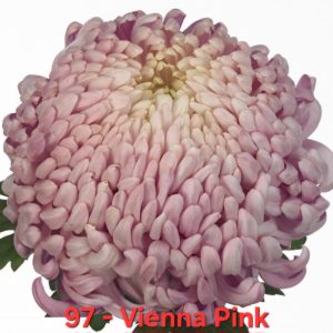 Хризантема-Виена-Vienna-Pink