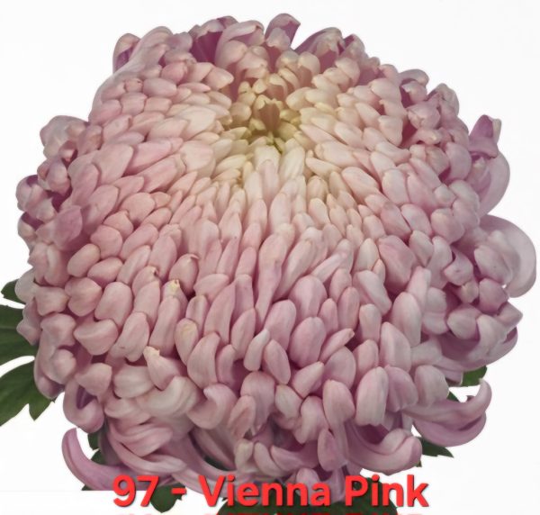 Хризантема-Виена-Vienna-Pink