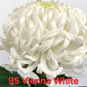 Хризантема-Виена-Vienna-White