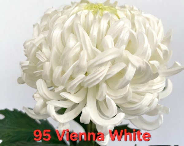 Хризантема-Виена-Vienna-White