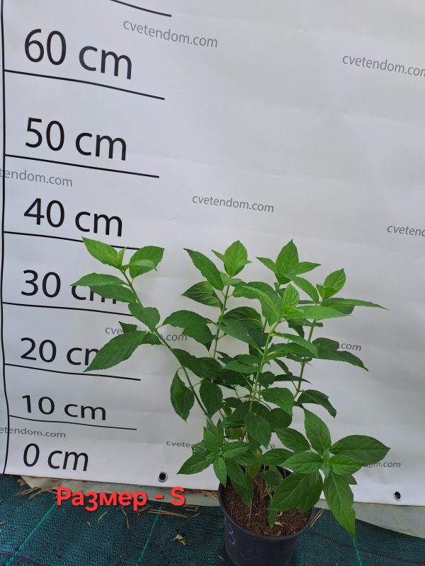 Студоустойчива Хортензия Фантом Hydrangea Paniculata Phantom - Image 2