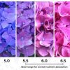 Синя Хортензия Нико блу Hydrangea Macrophylla Nikko Blue - Image 2