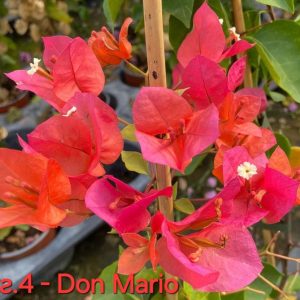 Бугенвилея Бугенвилия Bougainvillea Don Mario