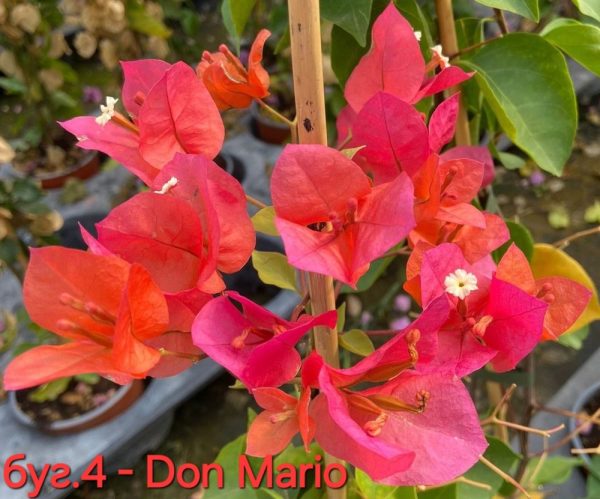 Бугенвилея Бугенвилия Bougainvillea Don Mario